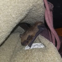 Bat Issues and Problems in Burlington Kentucky