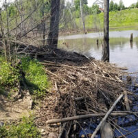 Beaver Issues in Burlington Kentucky