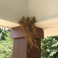 Nuisance Bird Issues in Burlington Kentucky