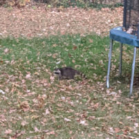 Nuisance Raccoon Issues in Burlington Kentucky