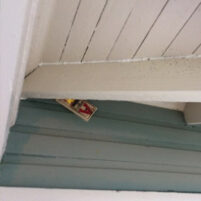 Rats and Mice Issues in Burlington Kentucky