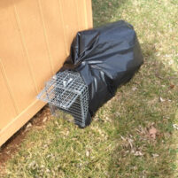 Skunk Issues in Burlington Kentucky