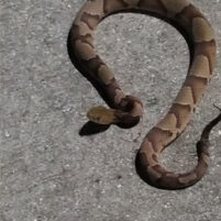 Snake Issues in Burlington Kentucky