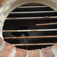 Pest Squirrel Problems in Burlington Kentucky