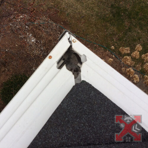 Damage Caused by Squirrels