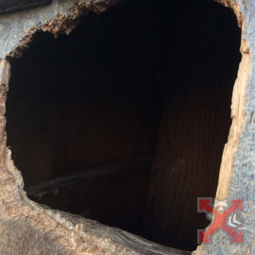 Raccoon Damage In Attic