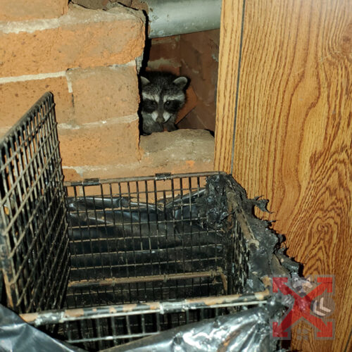 Raccoon in the Attic